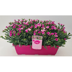 Dianthus Pink Kisses