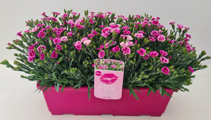 <h4>Dianthus Pink Kisses</h4>