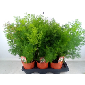 Asparagus umbellatus