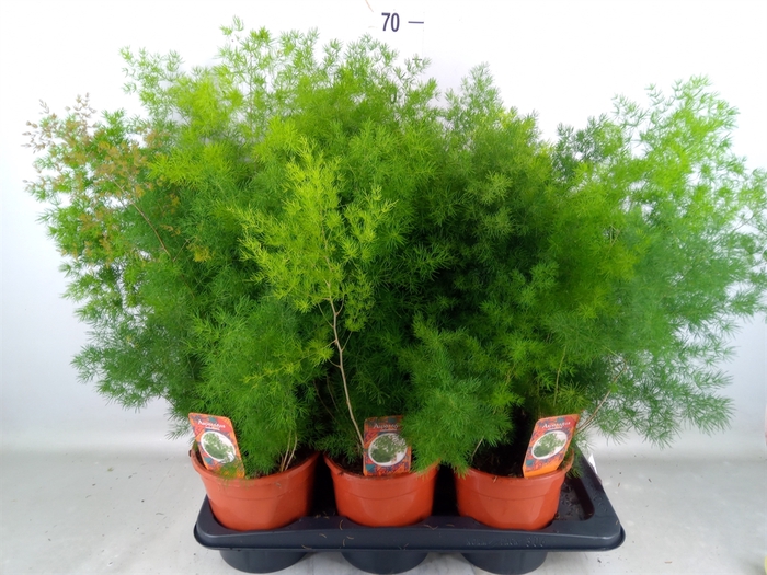 <h4>Asparagus umbellatus</h4>