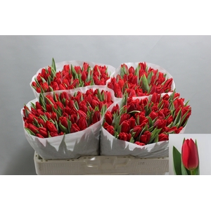 TU EN BEN VAN ZANTEN