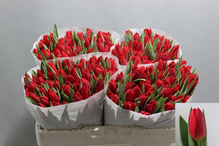 <h4>TU EN BEN VAN ZANTEN</h4>