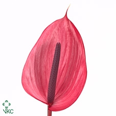 <h4>Anthurium xavia</h4>