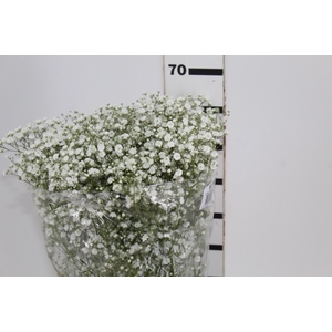 GYPSOPHILA PANICULATA PEARLS BLOSSOM 070 CM MIN 250 GRAMAS