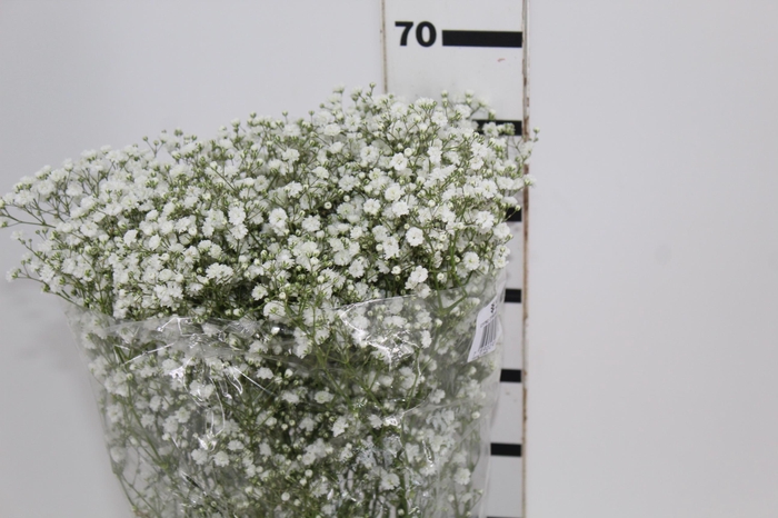 <h4>GYPSOPHILA PANICULATA PEARLS BLOSSOM 070 CM MIN 250 GRAMAS</h4>