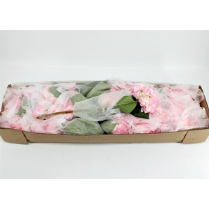 Hydr M Light Pink Tint Box X35