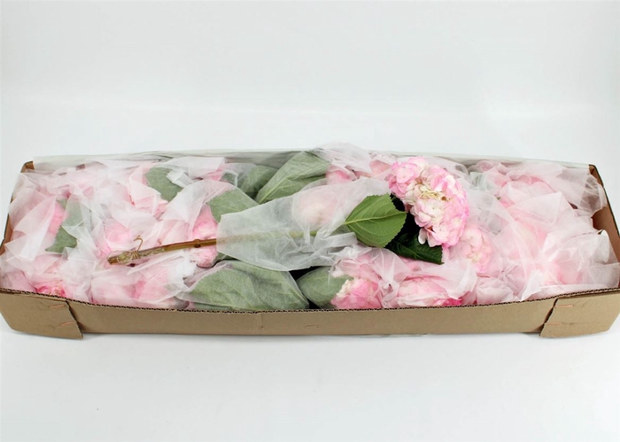 <h4>Hydr M Light Pink Tint Box X35</h4>