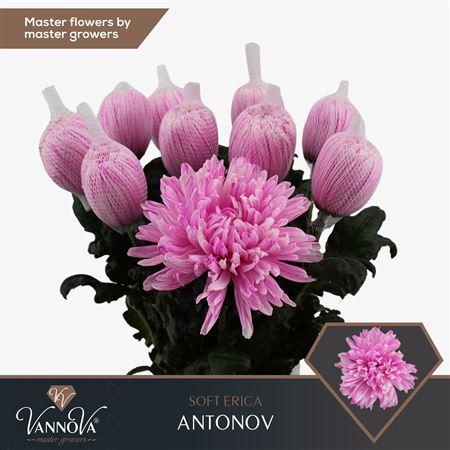 <h4>Chr G Antonov Soft Erica</h4>