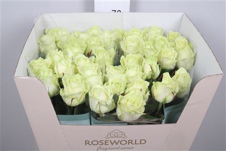 <h4>R Gr White Naomi!</h4>