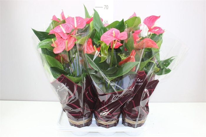 <h4>Anth An Maine</h4>