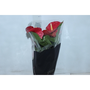ANTHURIUM MICHIGAN P17 PREMIUM