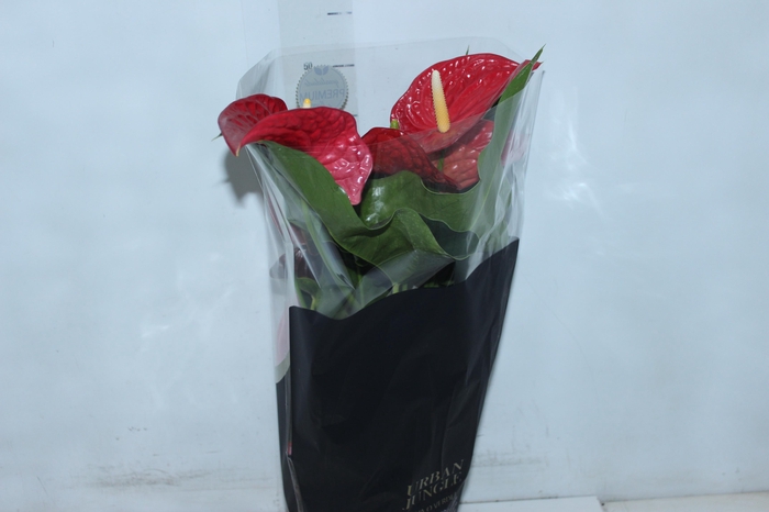<h4>ANTHURIUM MICHIGAN P17 PREMIUM</h4>