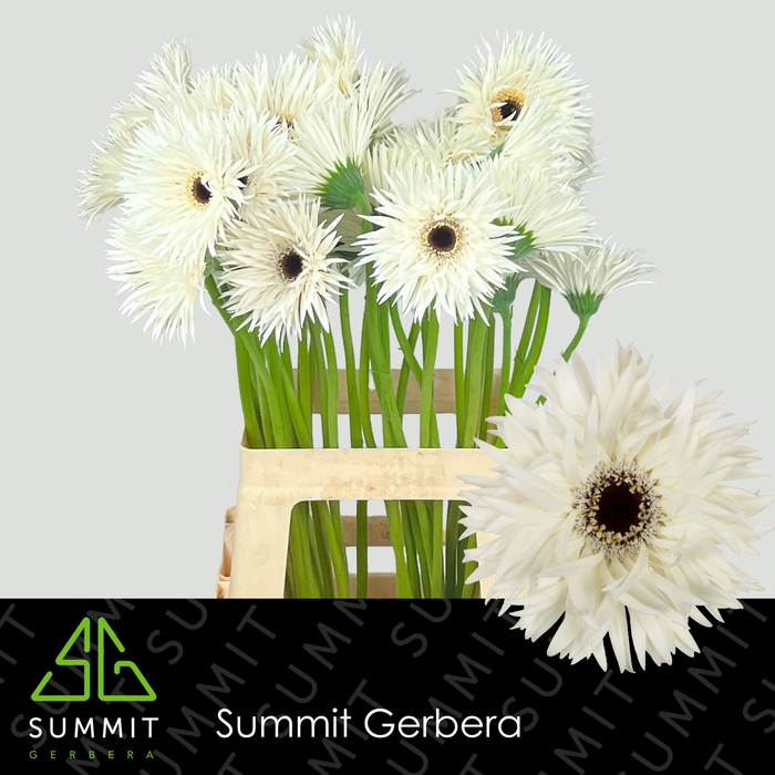 <h4>Gerbera Spider Garden Ghost Lang Gelijk 56cm Water x40</h4>
