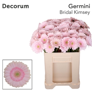 Germini Bridal Kimsey Water