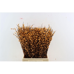 Salix Katjes L50 Salmon
