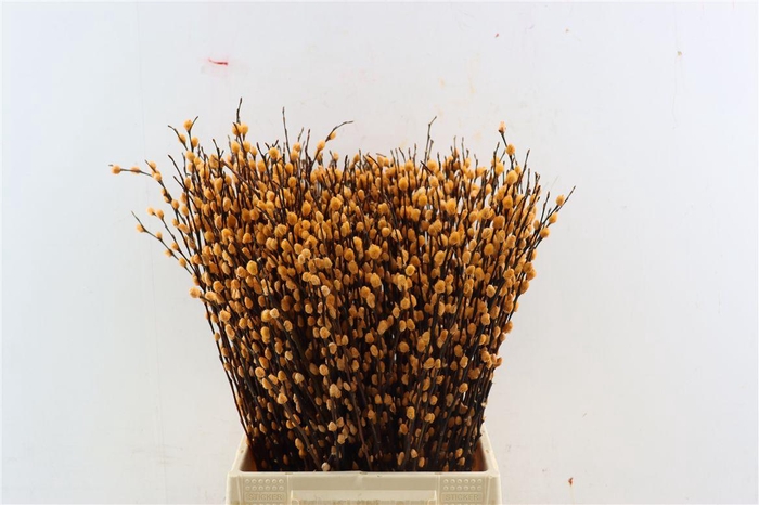 <h4>Salix Katjes L50 Salmon</h4>