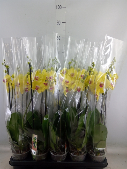 <h4>Phalaenopsis  'FC Miraflore'</h4>