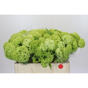 Viburnum Opulus Roseum