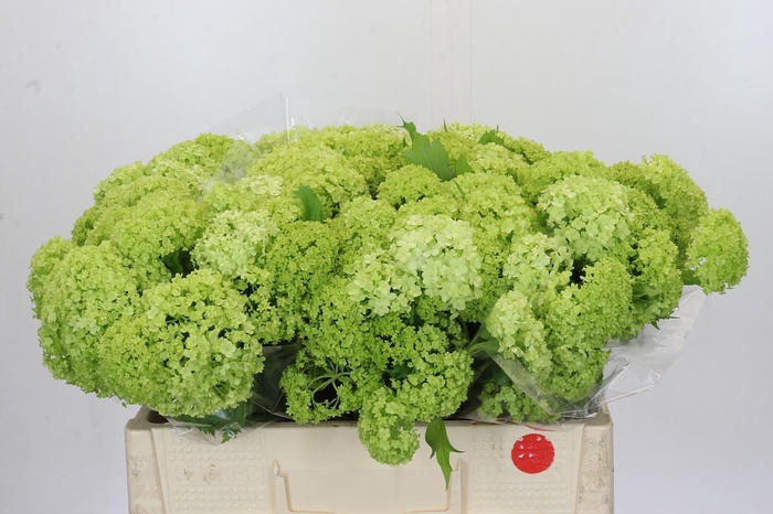 <h4>Viburnum Opulus Roseum</h4>