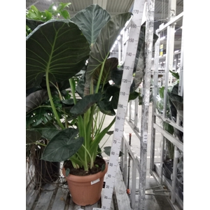 Alocasia  'Regal Shields'