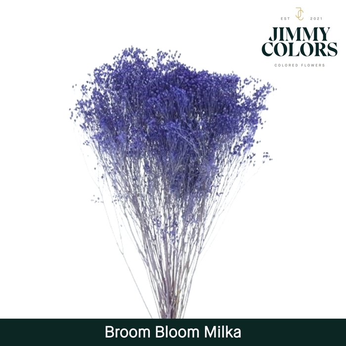 Broom bloom Milka
