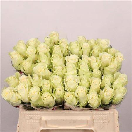 <h4>R Gr Athena</h4>