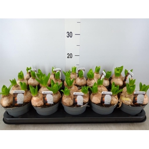 Hyacinthus orie. 'Pearl White'