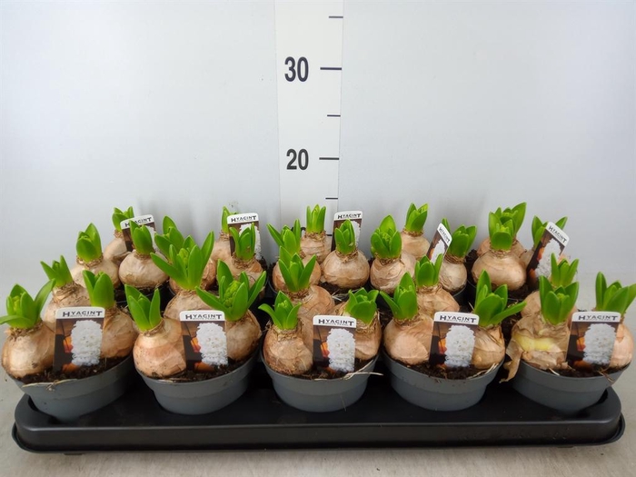 <h4>Hyacinthus orie. 'Pearl White'</h4>