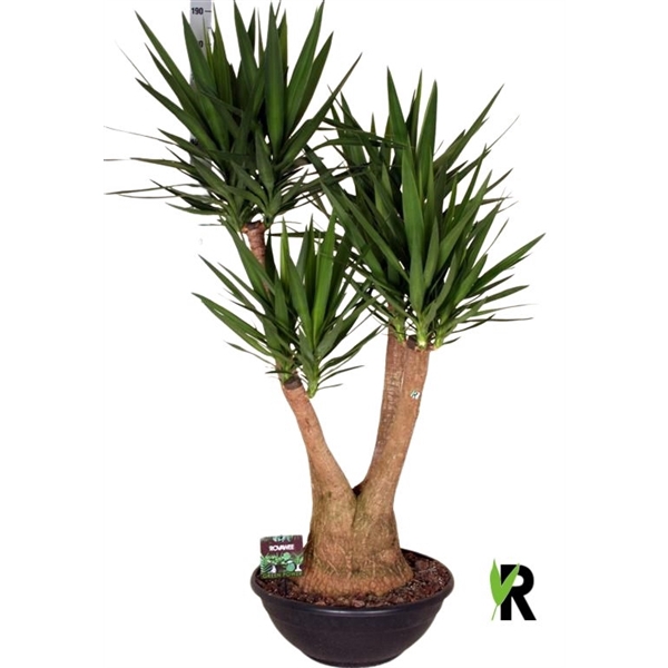 <h4>Yucca elephantipes vertakt</h4>