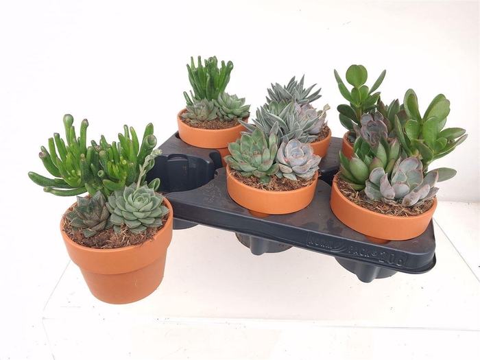 <h4>Succulenten gemengd 3 soorten</h4>