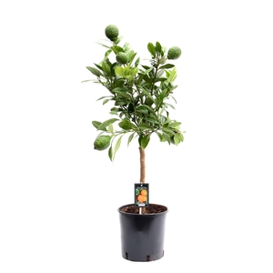 Citrus Red Lemon