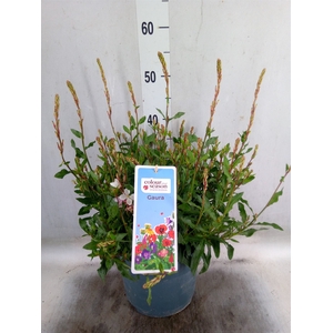 Gaura lindheimeri   ...