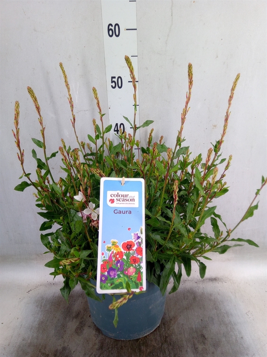 <h4>Gaura lindheimeri   ...</h4>