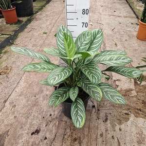 Aglaonema  'Stripes'