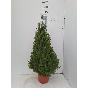 PICEA GL CONICA
