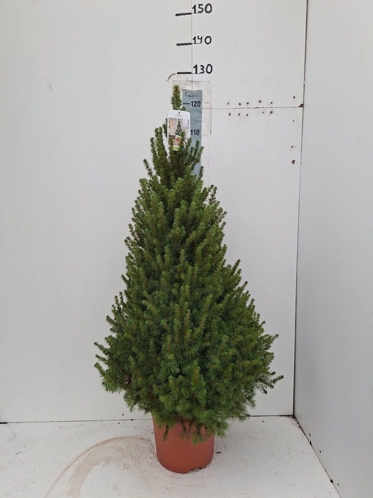 <h4>PICEA GL CONICA</h4>