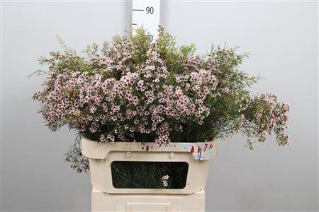 <h4>Cham Un Dori</h4>