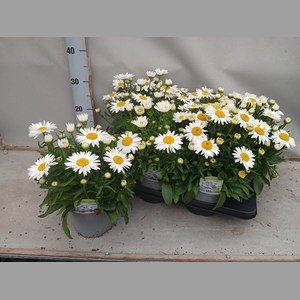 LEUC S DWARF SNOW LA