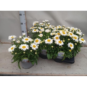 LEUC S DWARF SNOW LA