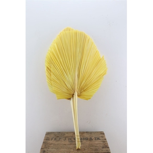 Dried Palm Spear 3pc Xxl Bl Yellow Bunch