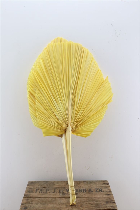 <h4>Dried Palm Spear 3pc Xxl Bl Yellow Bunch</h4>