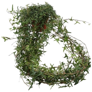 Hedera helix Sagittaefolia lange plant
