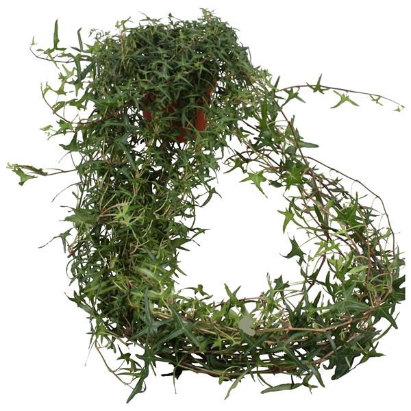 <h4>Hedera helix Sagittaefolia lange plant</h4>