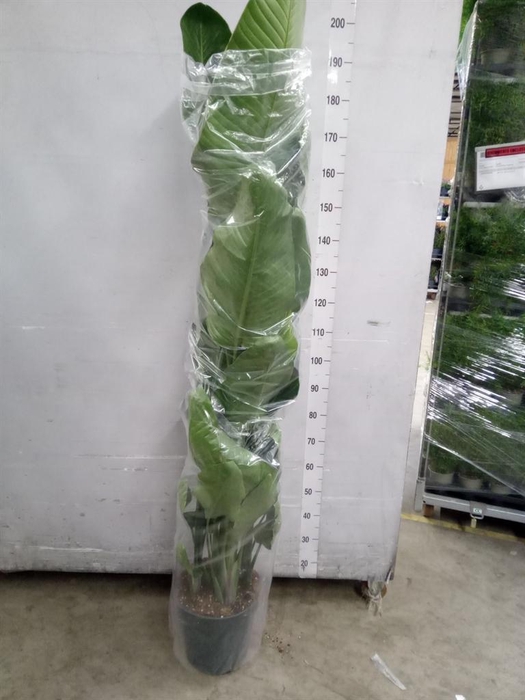 <h4>Strelitzia nicolai</h4>