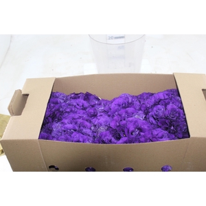 LISIANTHUS FLOR ROXO