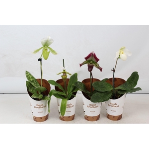 Paphiopedilum mix 9 cm