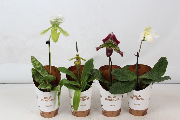 <h4>Paphiopedilum mix 9 cm</h4>