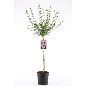 Syringa meyeri Palibin