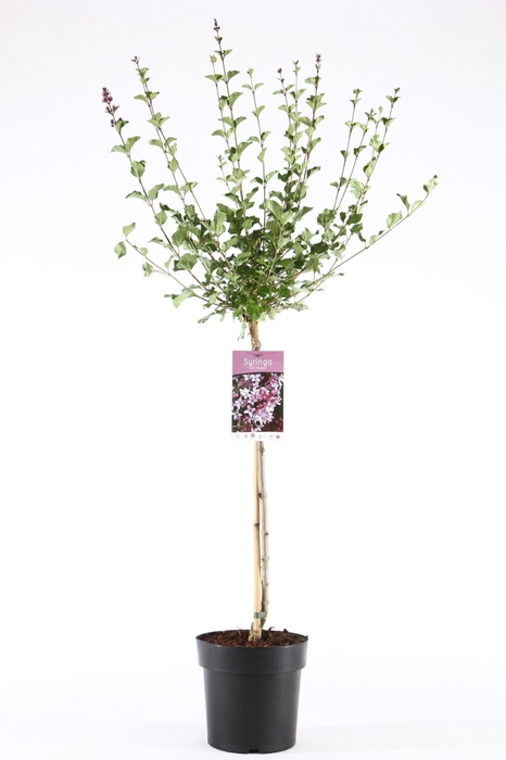 <h4>Syringa meyeri Palibin</h4>