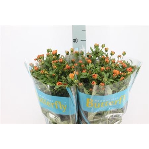 Ranunculus Butterfly Galathea 70cm